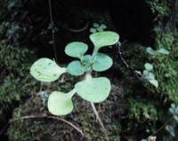 06-11-2001 : Tenerife, Jour 02, Montaña roja, déjeuner versant Sud, la Caldera du Teide