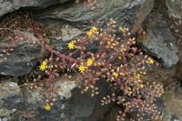 05-23-2009 : La Palma, Jour 01, Breña Baja, Mazo, la Montaña