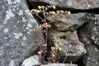 05-23-2009 : La Palma, Jour 01, Breña Baja, Mazo, la Montaña