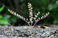 05-23-2009 : La Palma, Jour 01, Breña Baja, Mazo, la Montaña