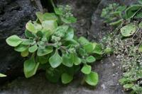 05-25-2009 : La Palma, Jour 03, Jardin de las Hesperides, la Galga