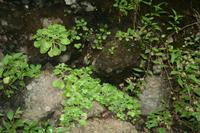 05-25-2009 : La Palma, Jour 03, Jardin de las Hesperides, la Galga
