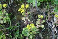 05-28-2009 : La Palma, Jour 06, Cubo de la Galga, Playa de Nogales