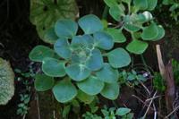 05-29-2009 : La Palma, Jour 07, Barlovento, Fuente de los Poleos