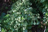 05-29-2009 : La Palma, Jour 07, Barlovento, Fuente de los Poleos