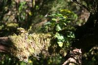 05-30-2009 : La Gomera, Jour 01, avant le tunnel, Parque de Garajonay, El Bailadero, Los Roques