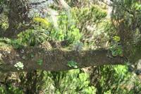 05-30-2009 : La Gomera, Jour 01, avant le tunnel, Parque de Garajonay, El Bailadero, Los Roques