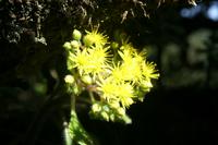 05-30-2009 : La Gomera, Jour 01, avant le tunnel, Parque de Garajonay, El Bailadero, Los Roques