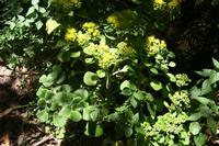 05-30-2009 : La Gomera, Jour 01, avant le tunnel, Parque de Garajonay, El Bailadero, Los Roques