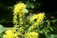 05-31-2009 : La Gomera, Jour 02, Hermigua, Vallehermoso, los Chorros de Epina
