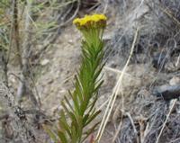 06-12-2001 : Tenerife, Jour 03, Barranco del infernio près d'Adeje