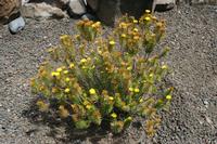 06-01-2009 : La Gomera, Jour 03, Ermita El Santo, Chipude, La Fortaleza