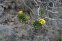 06-05-2009 : Tenerife, Jour 03, El Buen Paso, Mirador de Lomo Molino, Mirador de la Monja