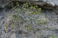 06-05-2009 : Tenerife, Jour 03, El Buen Paso, Mirador de Lomo Molino, Mirador de la Monja