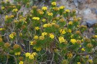 06-05-2009 : Tenerife, Jour 03, El Buen Paso, Mirador de Lomo Molino, Mirador de la Monja