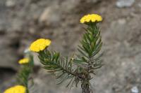 06-07-2009 : Tenerife, Jour 05, la Ladera de Güimar, Mirador Don Martin, Corona Forestal