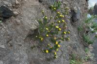 06-07-2009 : Tenerife, Jour 05, la Ladera de Güimar, Mirador Don Martin, Corona Forestal