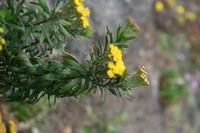 06-07-2009 : Tenerife, Jour 05, la Ladera de Güimar, Mirador Don Martin, Corona Forestal