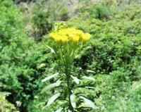 06-12-2001 : Tenerife, Jour 03, Barranco del infernio près d'Adeje