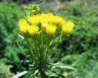 06-12-2001 : Tenerife, Jour 03, Barranco del infernio près d'Adeje