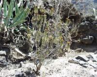 06-12-2001 : Tenerife, Jour 03, Barranco del infernio près d'Adeje