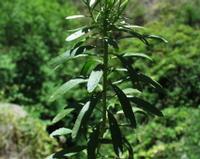 06-12-2001 : Tenerife, Jour 03, Barranco del infernio près d'Adeje