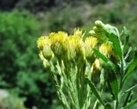 06-12-2001 : Tenerife, Jour 03, Barranco del infernio près d'Adeje