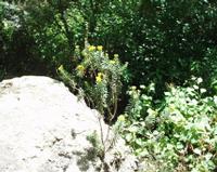 06-12-2001 : Tenerife, Jour 03, Barranco del infernio près d'Adeje