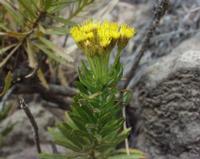 06-12-2001 : Tenerife, Jour 03, Barranco del infernio près d'Adeje
