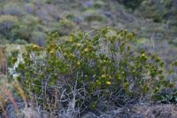 05-30-2009 : La Gomera, Jour 01, avant le tunnel, Parque de Garajonay, El Bailadero, Los Roques