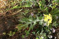 06-03-2009 : Tenerife, Jour 01, Garachico, Montaña de Taco, Punta de Teno, Masca