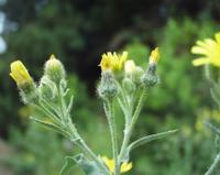 06-11-2001 : Tenerife, Jour 02, Montaña roja, déjeuner versant Sud, la Caldera du Teide