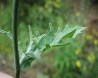 06-11-2001 : Tenerife, Jour 02, Montaña roja, déjeuner versant Sud, la Caldera du Teide