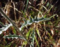 06-13-2001 : Tenerife, Jour 04, Ponte del Agua