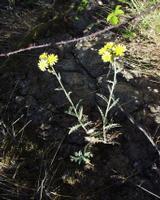 06-13-2001 : Tenerife, Jour 04, Ponte del Agua