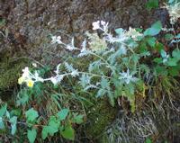 06-13-2001 : Tenerife, Jour 04, Ponte del Agua