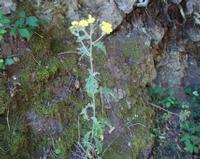 06-13-2001 : Tenerife, Jour 04, Ponte del Agua