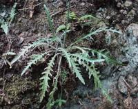 06-13-2001 : Tenerife, Jour 04, Ponte del Agua