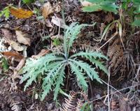 06-13-2001 : Tenerife, Jour 04, Ponte del Agua