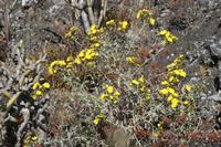 05-26-2009 : La Palma, Jour 04, Coulée de lave, Fuencaliente, Volcan Teneguia