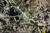 05-26-2009 : La Palma, Jour 04, Coulée de lave, Fuencaliente, Volcan Teneguia