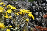 05-26-2009 : La Palma, Jour 04, Coulée de lave, Fuencaliente, Volcan Teneguia