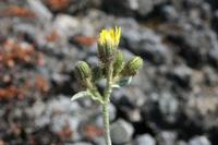 05-26-2009 : La Palma, Jour 04, Coulée de lave, Fuencaliente, Volcan Teneguia