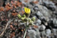 05-26-2009 : La Palma, Jour 04, Coulée de lave, Fuencaliente, Volcan Teneguia
