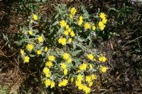 05-30-2009 : La Gomera, Jour 01, avant le tunnel, Parque de Garajonay, El Bailadero, Los Roques