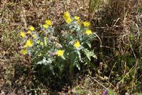05-30-2009 : La Gomera, Jour 01, avant le tunnel, Parque de Garajonay, El Bailadero, Los Roques