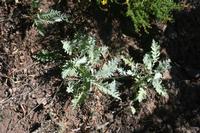 05-30-2009 : La Gomera, Jour 01, avant le tunnel, Parque de Garajonay, El Bailadero, Los Roques