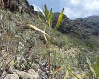 06-12-2001 : Tenerife, Jour 03, Barranco del infernio près d'Adeje