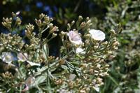 06-02-2009 : La Gomera, Jour 04, Hermigua, Vallehermoso, Las Rosas