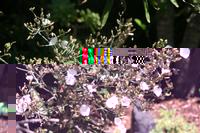 06-02-2009 : La Gomera, Jour 04, Hermigua, Vallehermoso, Las Rosas